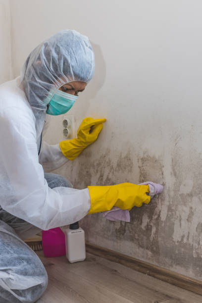 Best Forensic Mold Investigation  in Deerfield, IL
