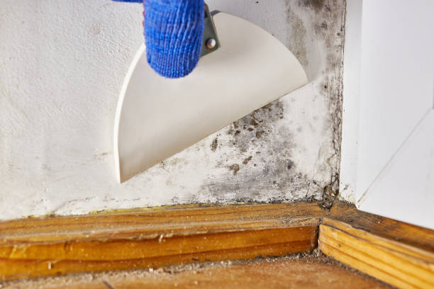Best Dehumidification Services  in Deerfield, IL