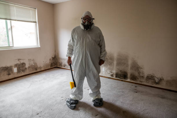 Best Attic Mold Removal  in Deerfield, IL